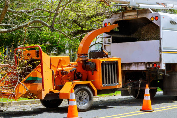 North Richmond, CA Tree Care Services Company