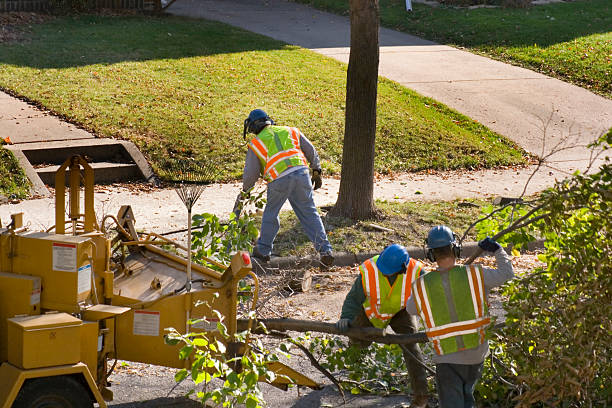 Grass Overseeding in North Richmond, CA