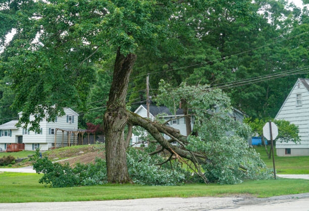 How Our Tree Care Process Works  in  North Richmond, CA